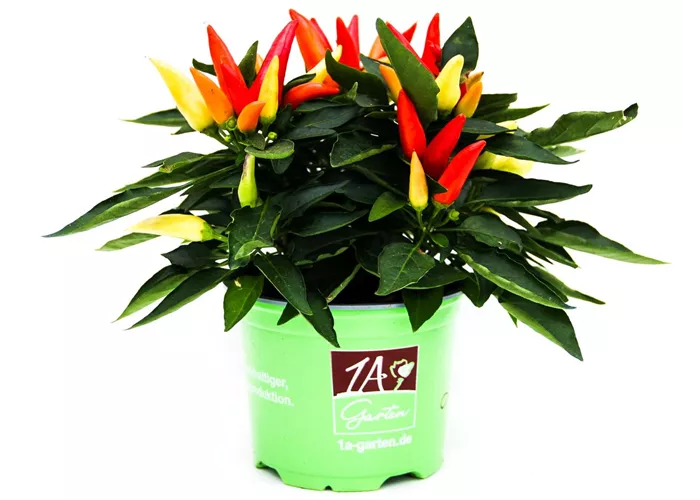 Capsicum frutescens 'Joker'