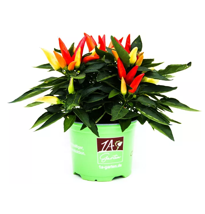 Spanischer Pfeffer / Zierpaprika