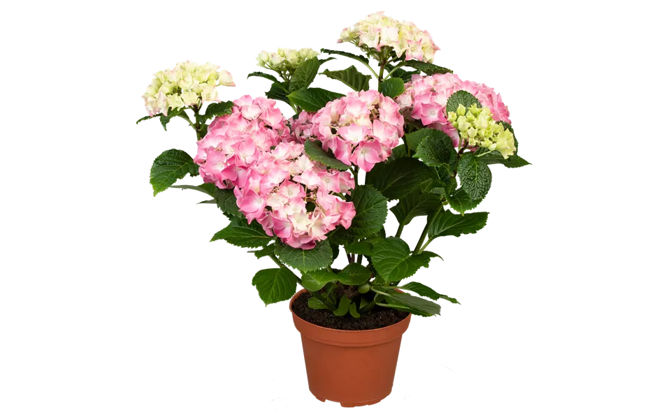 Hydrangea macrophylla 'Early Pink'® Hydrangea macrophylla 'Early Pink'®