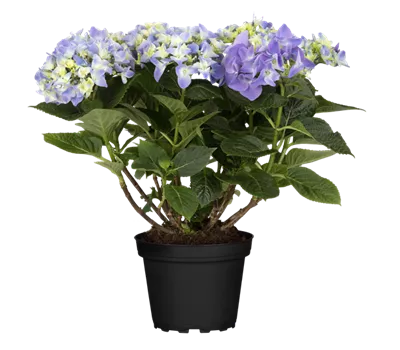 Hydrangea macrophylla 'Early Blue'(s)