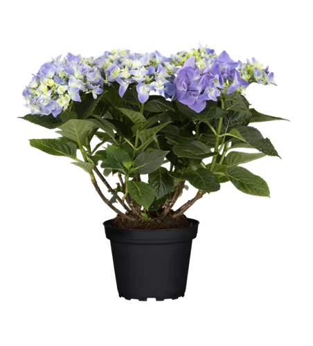 Hydrangea macrophylla 'Early Blue'(s)