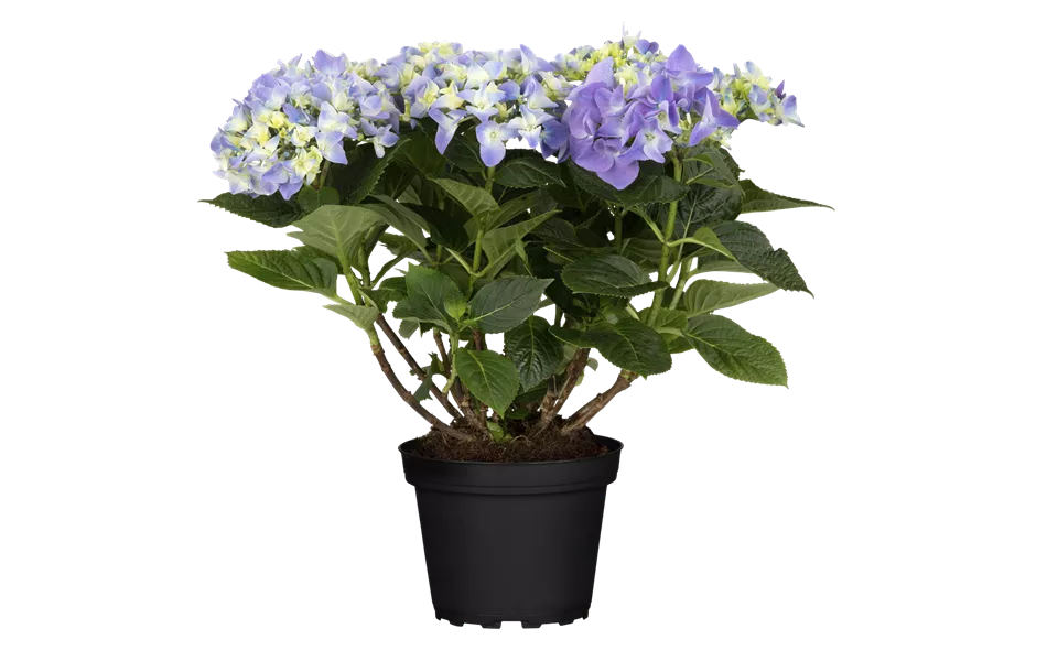 Hydrangea macrophylla 'Early Blue'(s) Hydrangea macrophylla 'Early Blue'(s)