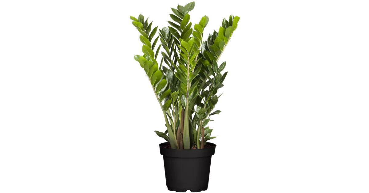 Zamioculcas zamiifolia, Glcksfeder, Zimmerpflanzen Online und vor Ort  kaufen - 1A Garten Ammer