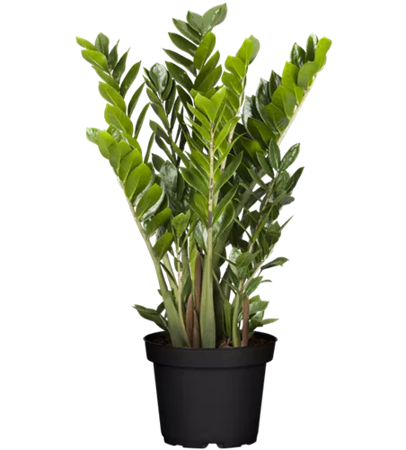 Zamioculcas zamiifolia