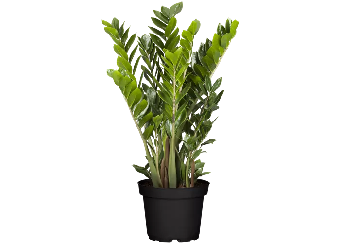 Zamioculcas zamiifolia