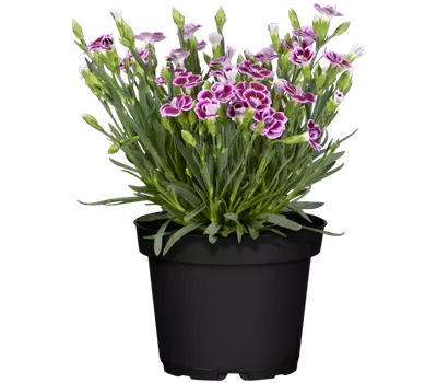 Dianthus 'Pink Kisses'®