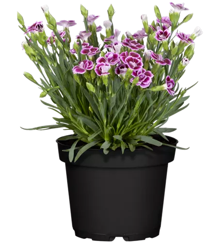 Dianthus 'Pink Kisses'®