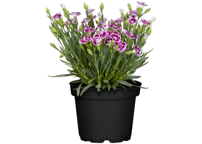 Dianthus 'Pink Kisses'®