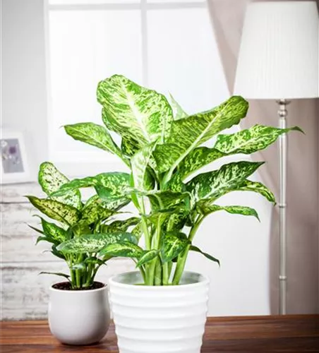 Dieffenbachia seguine 'Mars'