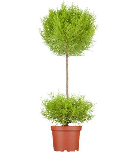 Cupressus macrocarpa 'Goldcrest', Kugel