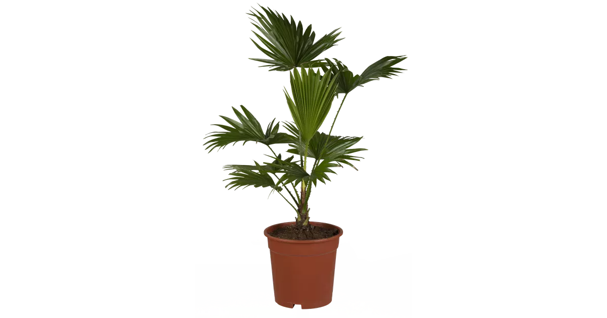 alocasia polly pink variegata Alocasia 'Polly' Albo/ Pink Variegata – Foliage Factory