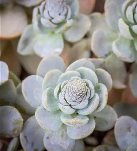 Orostachys iwarenge 'Chinesische Narrenkappe'