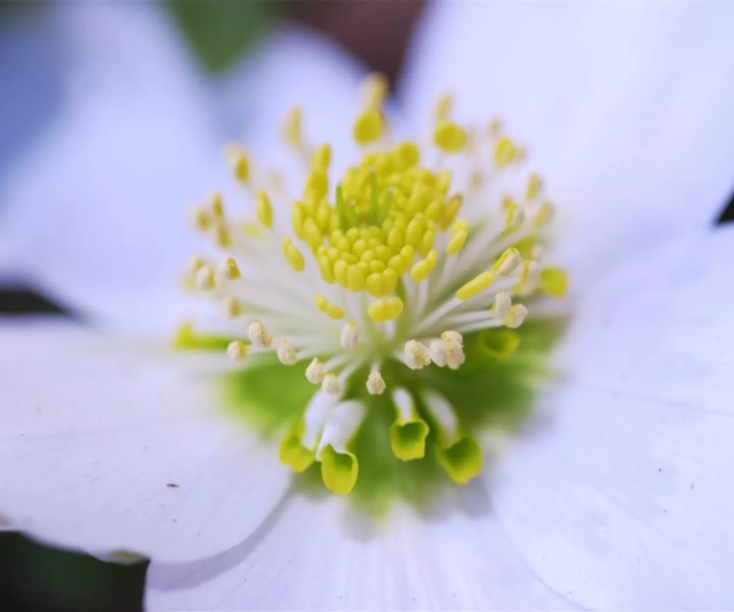 Christrose - Einpflanzen im Garten