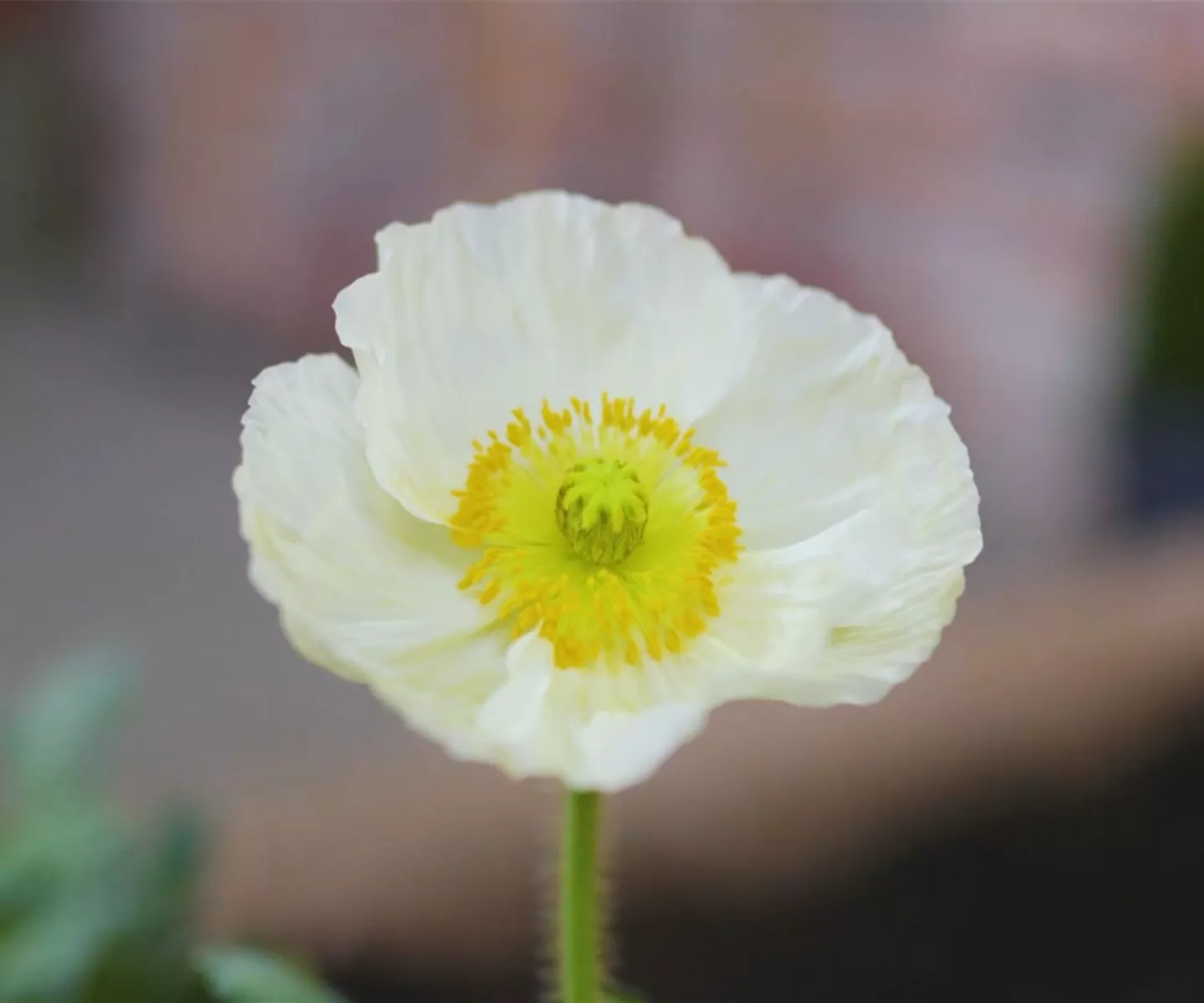 Mohn - Einpflanzen im Garten