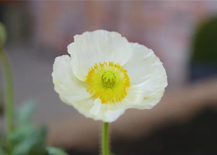Mohn - Einpflanzen im Garten