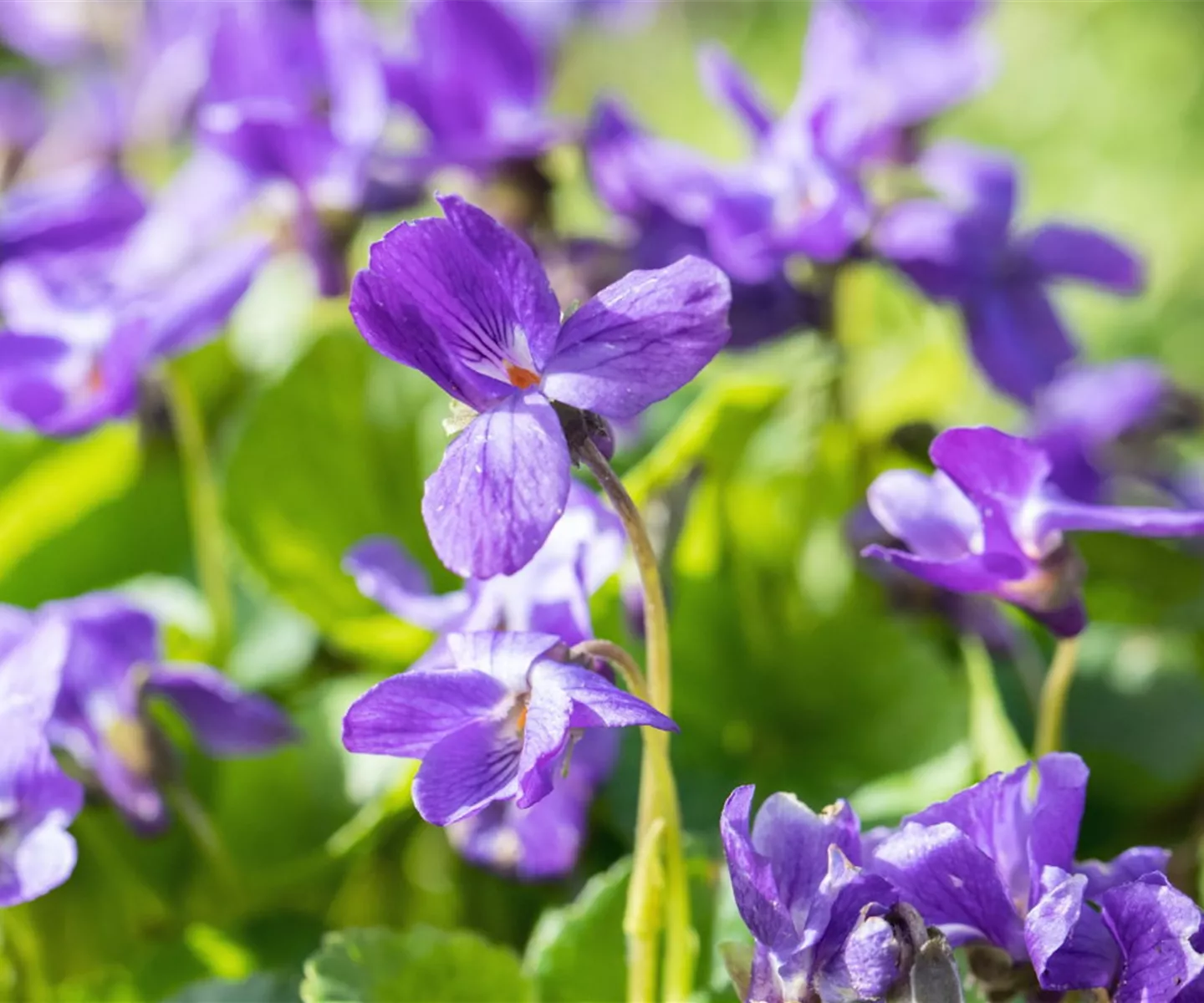 Duftveilchen - Einpflanzen im Garten