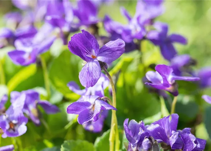 Duftveilchen - Einpflanzen im Garten Duftveilchen - Einpflanzen im Garten