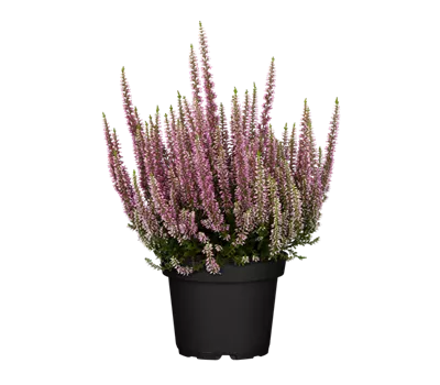 Calluna vulgaris, rosa Calluna vulgaris, rosa