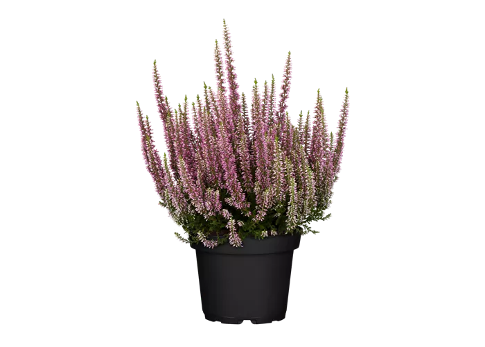 Calluna vulgaris, rosa