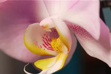 Zimmerpflanzenportrait - Orchidee