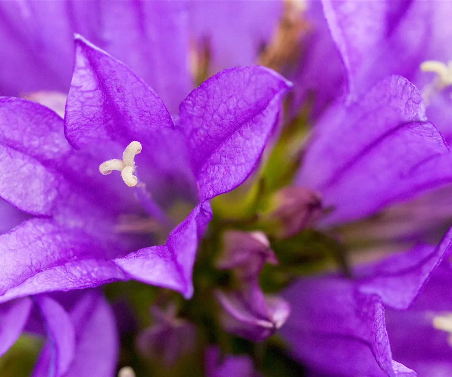 Knäuel Glockenblume - Einpflanzen im Garten
