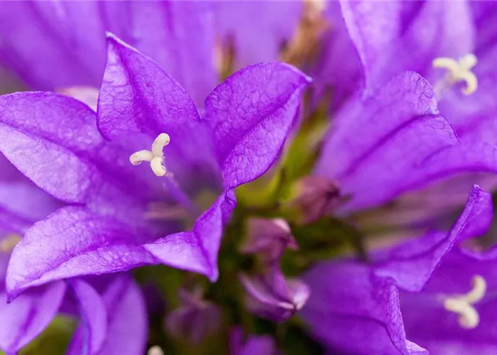 Knäuel Glockenblume - Einpflanzen im Garten Knäuel Glockenblume - Einpflanzen im Garten