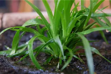 Waldmarbel - Einpflanzen im Garten