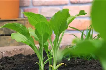 Funkie - Einpflanzen im Garten