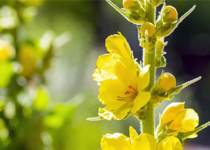 Königskerze - Einpflanzen im Garten Königskerze - Einpflanzen im Garten