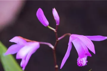 China-Orchidee - Einpflanzen im Garten