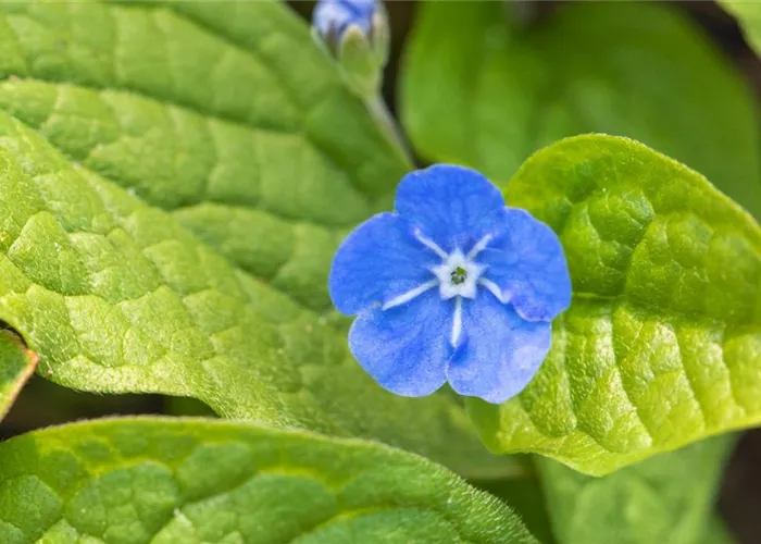 Gedenkemein - Einpflanzen im Garten Gedenkemein - Einpflanzen im Garten