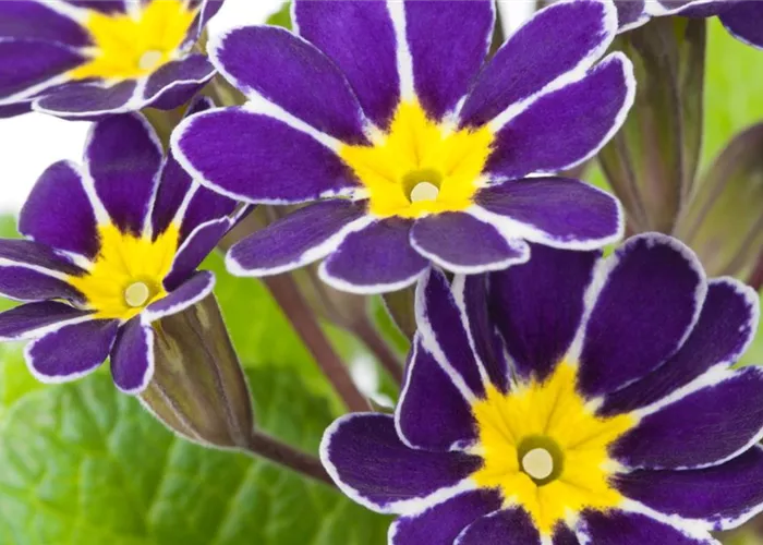 Schlüsselblume - Einpflanzen im Garten Schlüsselblume - Einpflanzen im Garten