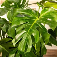 Monstera deliciosa