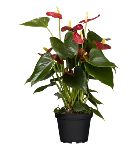 Anthurium x andreanum, rot
