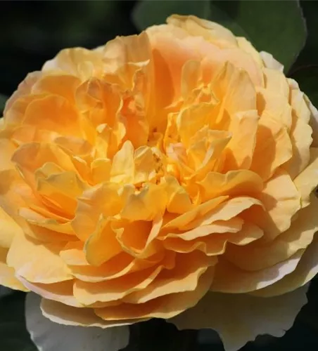 Strauchrose 'Molineux'®