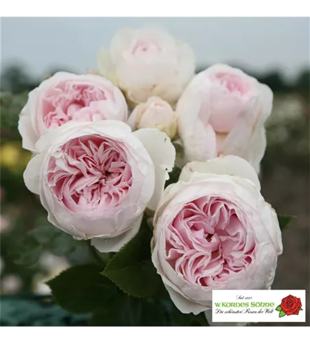 Beetrose 'Herzogin Christiana'®