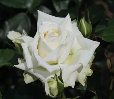 Kletterrose 'Alaska'® Kletterrose 'Alaska'®