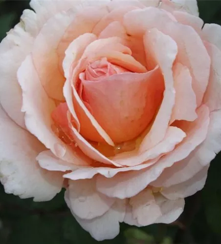 Edelrose 'Duftjuwel'®