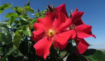1A Garten Ammer