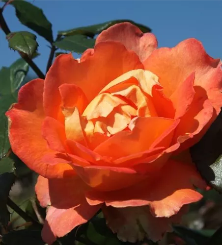 Edelrose 'Fairest Cape'