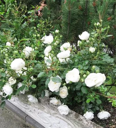 Zwergrose 'White Babyflor'