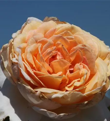 Edelrose 'Großherzogin Luise'®