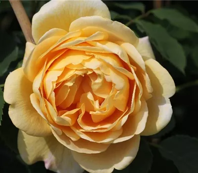 Kletterrose 'Golden Gate'® Kletterrose 'Golden Gate'®
