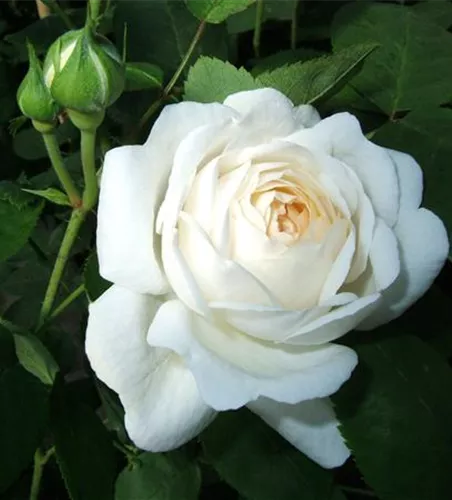 Strauchrose 'Winchester Cathedral'®