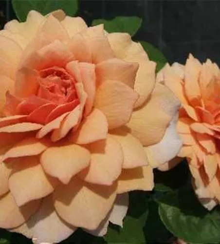 Strauchrose 'Grace'®