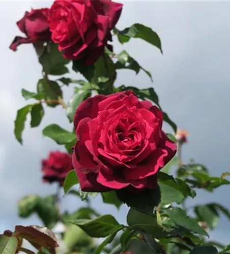 Edelrose 'Gräfin Diana'®
