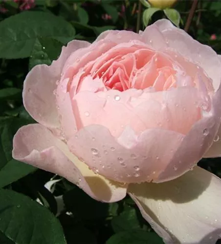 Englische Strauchrose 'Gentle Hermione'®