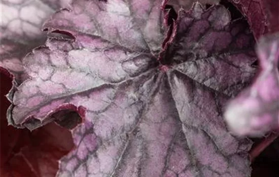 Purpurglöckchen 'Blackberry Jam'