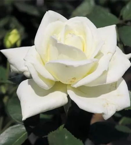 Edelrose 'Polarstern'®