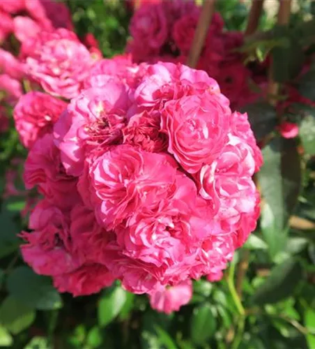 Strauchrose 'Dinky'®
